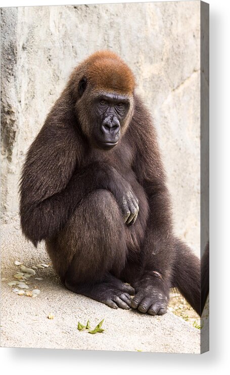 Africa Acrylic Print featuring the photograph Pensive Gorilla by Raul Rodriguez