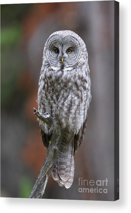 Great Gray Owl Acrylic Print featuring the photograph Perched Gray by Bill Singleton