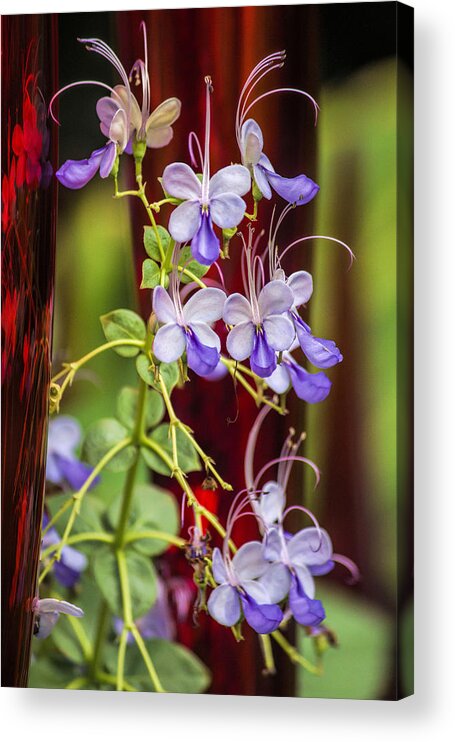 Flower Acrylic Print featuring the photograph Perfect Contrast by Becca Buecher