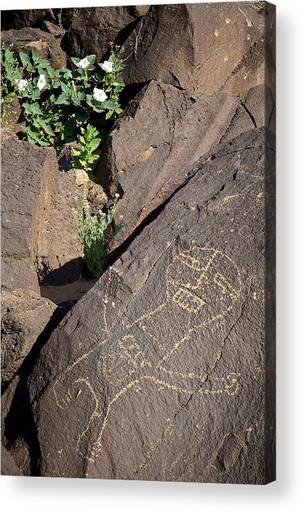 Datura Acrylic Print featuring the photograph Petroglyph and Sacred Datura - Petroglyph National Monument by Mary Lee Dereske