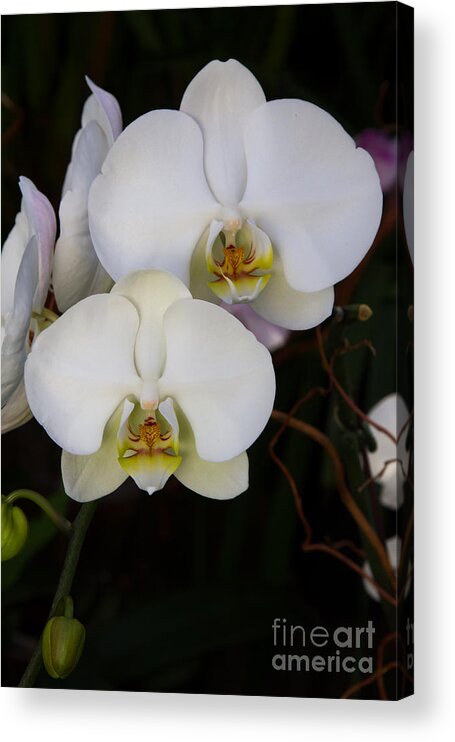Orchids Acrylic Print featuring the photograph Phalaenopsis Orchids 3 by Chris Scroggins