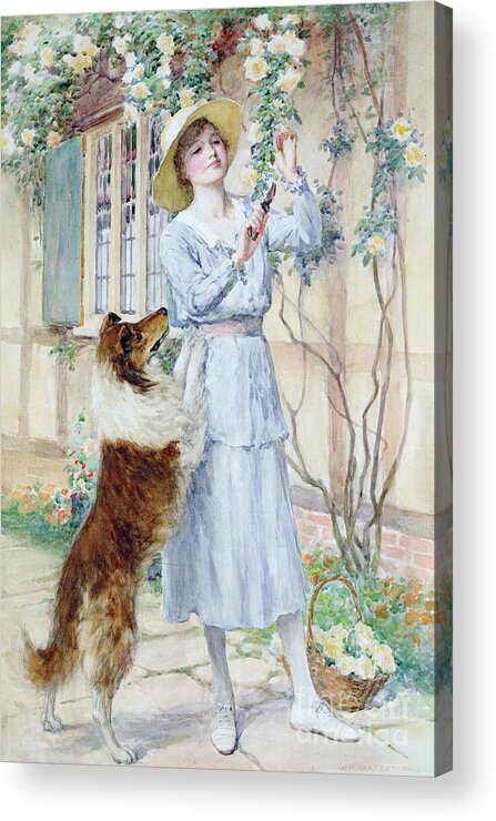 Rose Acrylic Print featuring the painting Picking Roses by William Henry Margetson