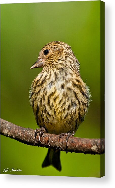 Animal Acrylic Print featuring the photograph Pine Siskin With Yellow Coloration by Jeff Goulden