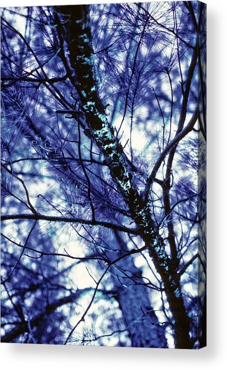 Blue Acrylic Print featuring the photograph Pine Trees, Blue Redux by Carol Whaley Addassi
