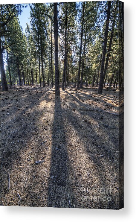 Oregon Acrylic Print featuring the photograph Pines in an Oregon Forest by Twenty Two North Photography