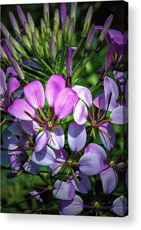 Pink Acrylic Print featuring the photograph Pink and Purple Floral Pallete by Bill and Linda Tiepelman