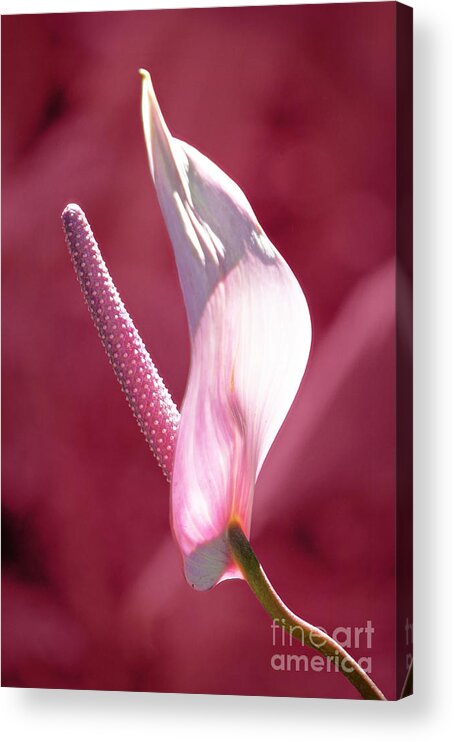 Flower Acrylic Print featuring the photograph Pink Anthurium by Ellen Cotton