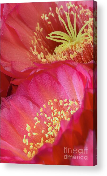 Pink Cactus Flower Acrylic Print featuring the photograph Pink Cactus Flower Bouquet II by Tamara Becker