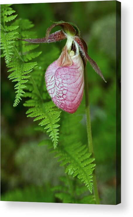 Pink Lady Slipper Acrylic Print featuring the photograph Pink Lady Slipper by Dale Kincaid