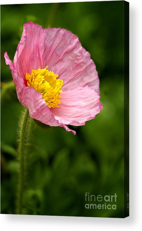 Poppy Acrylic Print featuring the photograph Pink Poppy by Carrie Cranwill