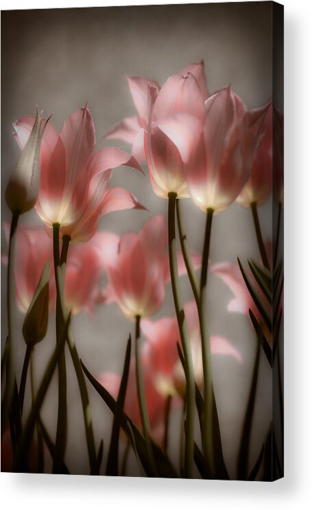 Tulips Acrylic Print featuring the photograph Pink Tulips Glow by Michelle Joseph-Long