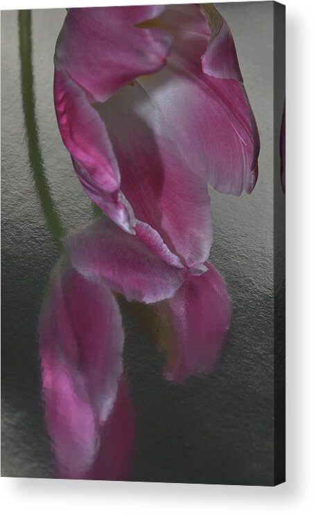 Flower Acrylic Print featuring the photograph Pink Tulip Reflection in Silver Water by Phyllis Meinke