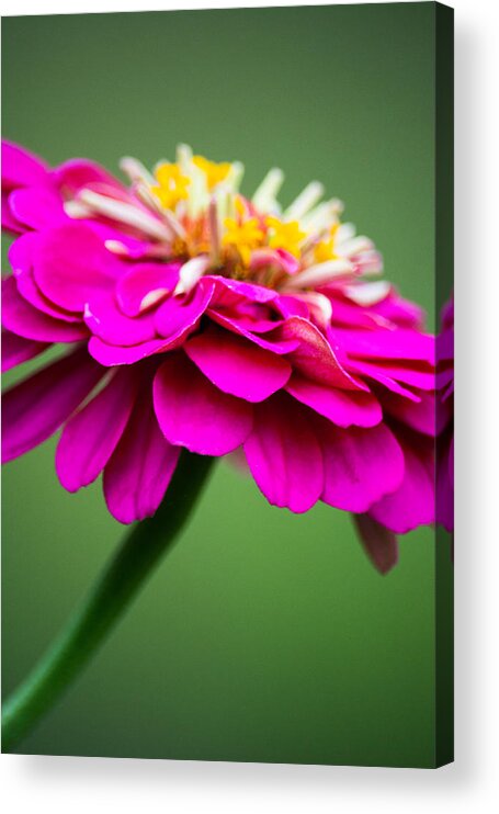 Zinnia Acrylic Print featuring the photograph Pink Zinnia by Parker Cunningham