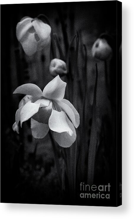 Beautiful Acrylic Print featuring the photograph Pitcher Plant Flower by Venetta Archer