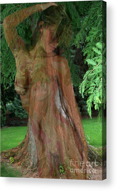 Trees Acrylic Print featuring the photograph Poem as lovely as a tree by Jack Ader