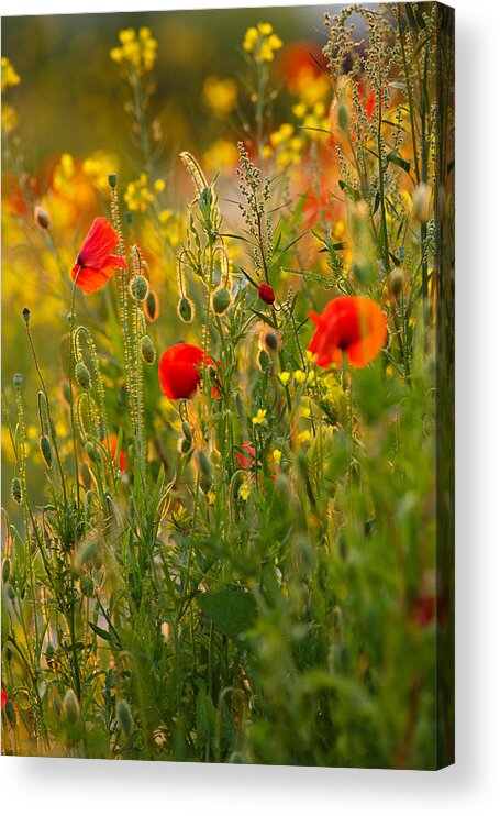 Back Light Acrylic Print featuring the photograph Poppy Delight by Roeselien Raimond