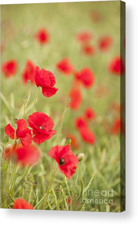Art Acrylic Print featuring the photograph Poppy Red by Anne Gilbert