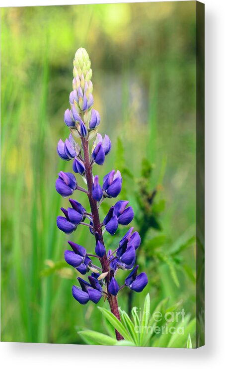 Lupine Acrylic Print featuring the photograph Portrait of a Lupine by Tamara Becker