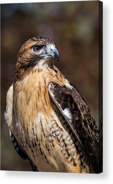 Red Tailed Hawk Acrylic Print featuring the photograph Portrait Of A Red Tailed Hawk by Dale Kincaid