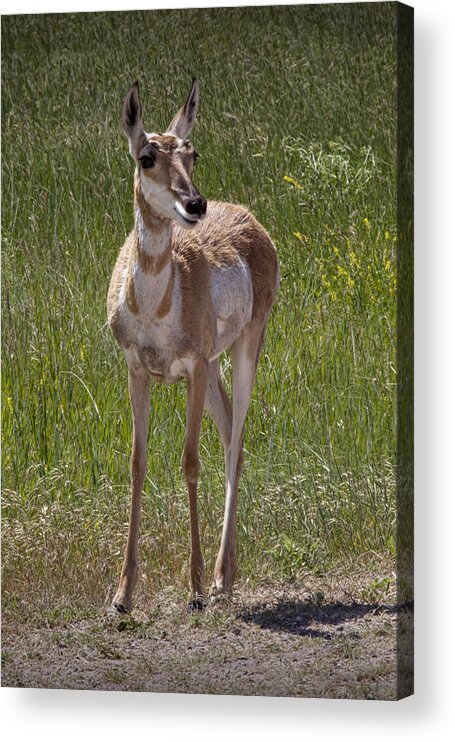 Antelope Acrylic Print featuring the photograph Portrait of a Young Pronghorn Antelope No. 0462 by Randall Nyhof