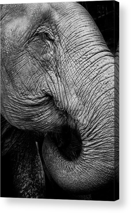 Animal Trunk Acrylic Print featuring the photograph Portrait Of An Elephant by Www.neilblakely.com