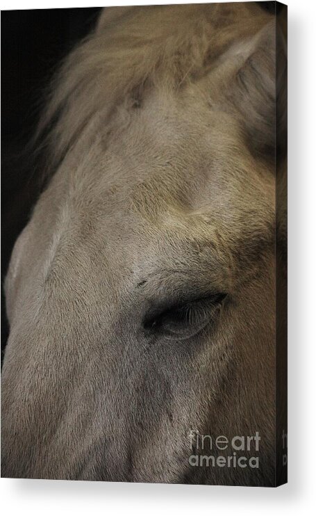 Horse Acrylic Print featuring the photograph Portrait by Veronica Batterson