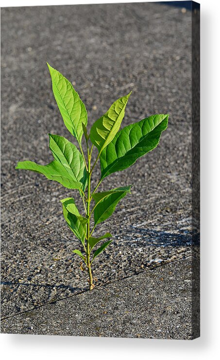 Plant Acrylic Print featuring the photograph Power of Nature by Andreas Berthold