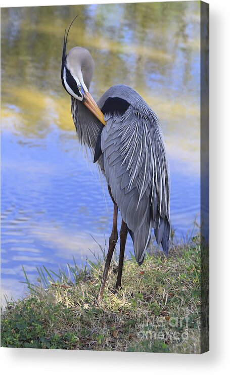 Blue Heron Acrylic Print featuring the photograph Preening By The Pond by Deborah Benoit