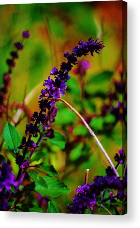 Landscape Acrylic Print featuring the photograph Pretty Purple Plant by Tamara Michael
