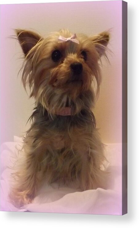 Dog Acrylic Print featuring the photograph Princess by Alison Whewell