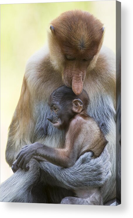Suzi Eszterhas Acrylic Print featuring the photograph Proboscis Monkey Mother Holding Baby by Suzi Eszterhas