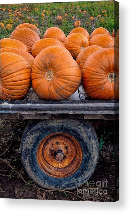 Pumpkin Acrylic Print featuring the photograph Pumpkin Wheel by Henry Kowalski
