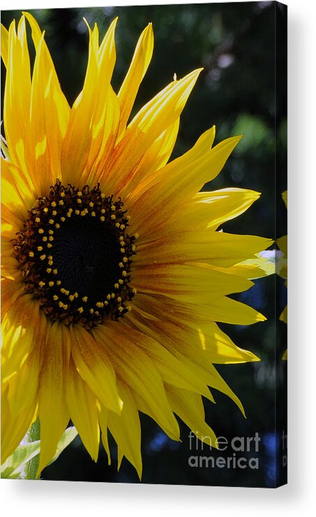 Sunflower Acrylic Print featuring the photograph Pure Sunshine by Sarah Schroder
