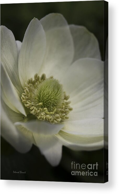 Flower Acrylic Print featuring the photograph Pureness In White by Deborah Benoit