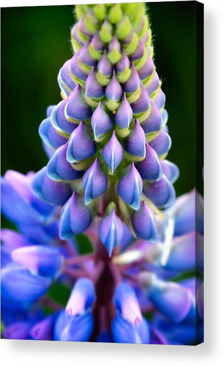 Abstract Acrylic Print featuring the photograph Purple and Green by Jeff Sinon