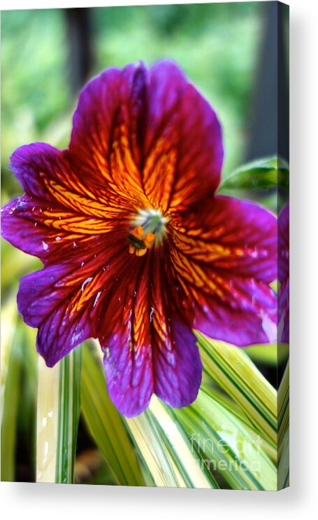 Petals Acrylic Print featuring the photograph Purple and Orange by Jacqueline Athmann