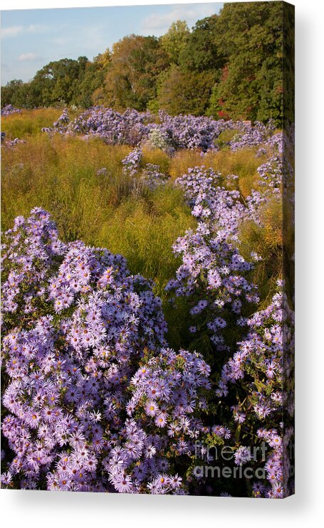 Aster Acrylic Print featuring the photograph Purple Asters by Chris Scroggins