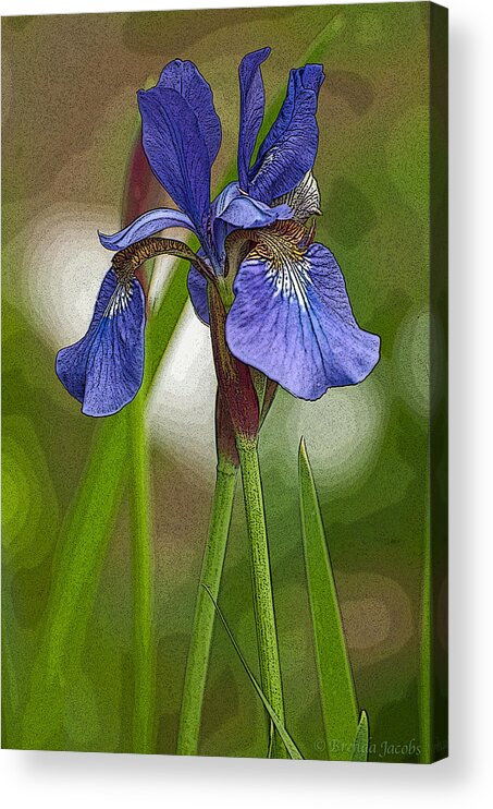 Bearded Iris Acrylic Print featuring the photograph Purple Bearded Iris Watercolor with Pen by Brenda Jacobs