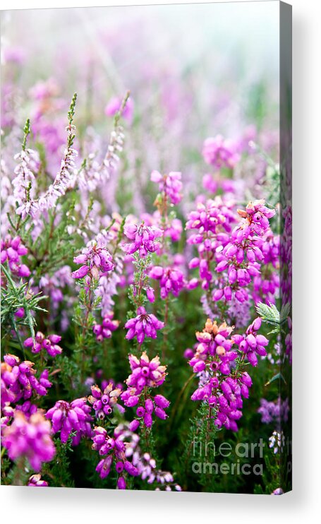  Flower Acrylic Print featuring the photograph Purple bell erica heather plants by Simon Bratt