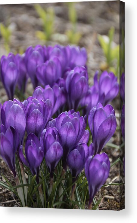 Springtime Acrylic Print featuring the photograph Purple crocus Flowers by Valerie Collins