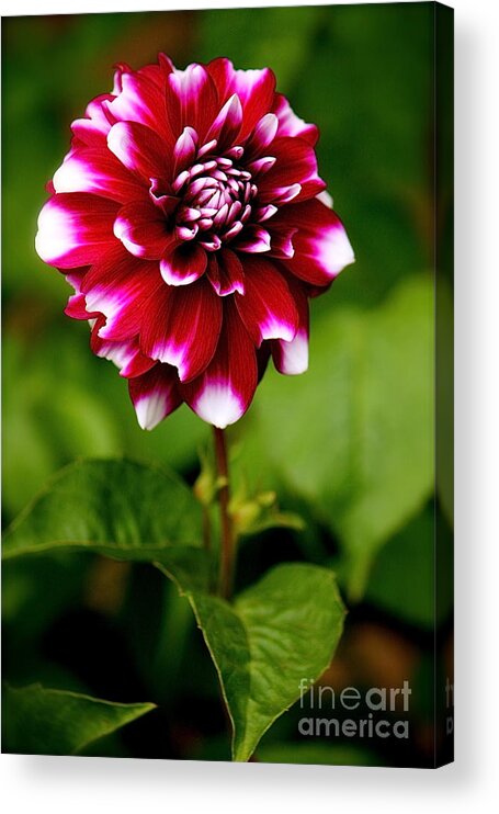 Flower Acrylic Print featuring the photograph Purple Dahlia by Lisa Billingsley