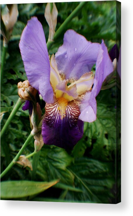 Fleur Acrylic Print featuring the photograph Purple Flower After Rainfall by Doc Braham