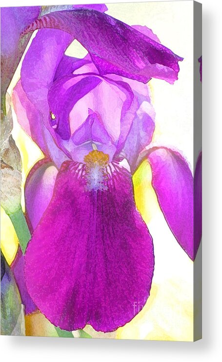 Iris Acrylic Print featuring the digital art Purple Iris Watercolor by Karen Adams