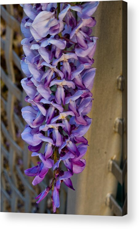  Acrylic Print featuring the photograph Purple Orchid Like Flower by James Gay
