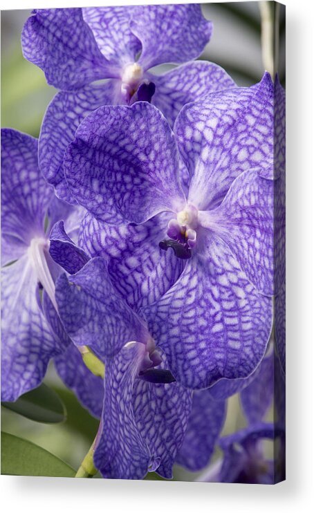 Orchids Acrylic Print featuring the photograph Purple orchids by Elena Perelman