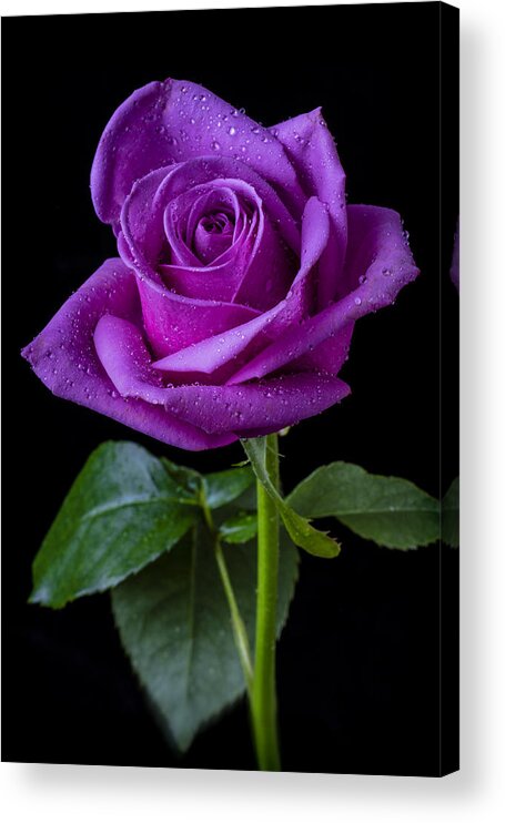 Purple Acrylic Print featuring the photograph Purple Rose by Garry Gay