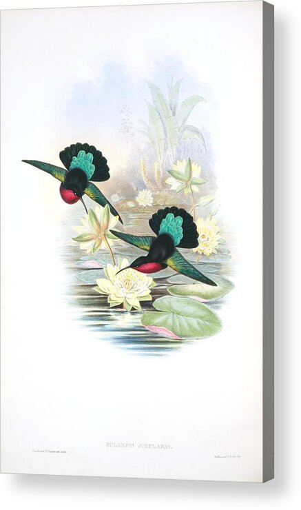 1800s Acrylic Print featuring the photograph Purple-throated caribs, artwork by Science Photo Library