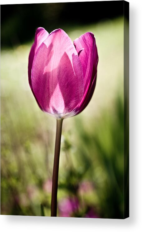 Tulip Acrylic Print featuring the photograph Purple Tulip by Nila Newsom