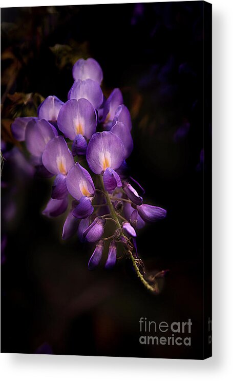 Flower Acrylic Print featuring the photograph Purple Wisteria by T Lowry Wilson