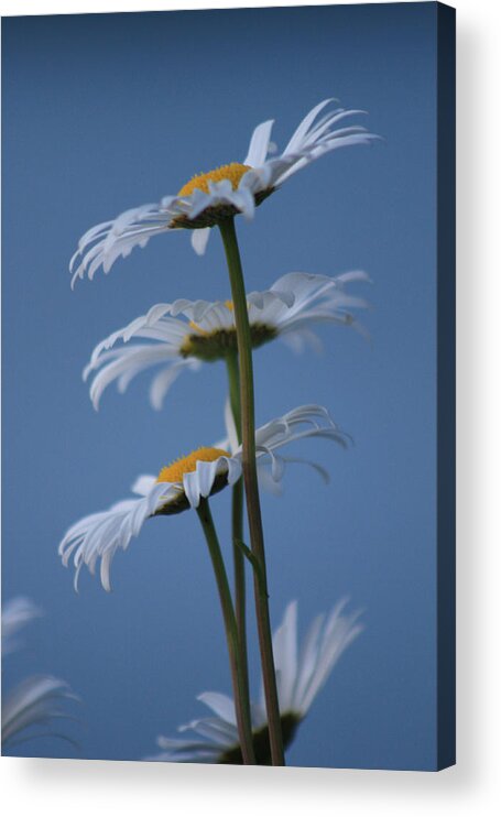 Daisies Acrylic Print featuring the photograph Pushin Up by Cathie Douglas